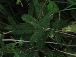 Potentilla discolor(Potentilla discolor)