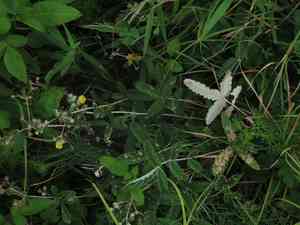 Potentilla discolor(Potentilla discolor)
