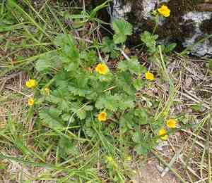 High mountain cinquefoil(Potentilla flabellifolia)
