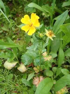 High mountain cinquefoil(Potentilla flabellifolia)