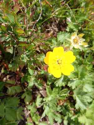 High mountain cinquefoil(Potentilla flabellifolia)