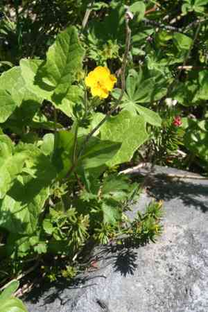 High mountain cinquefoil(Potentilla flabellifolia)