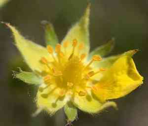 Slender Cinquefoil(Potentilla gracilis)