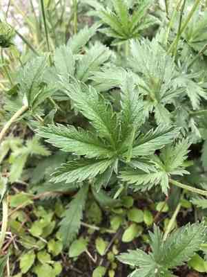 Slender Cinquefoil(Potentilla gracilis)