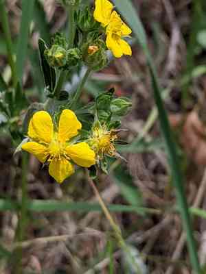 Slender Cinquefoil(Potentilla gracilis)