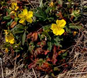 Slender Cinquefoil(Potentilla gracilis)