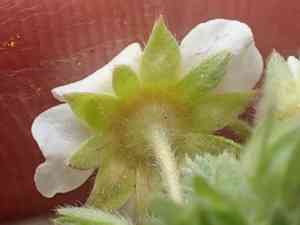 Newberry's cinquefoil(Potentilla newberryi)