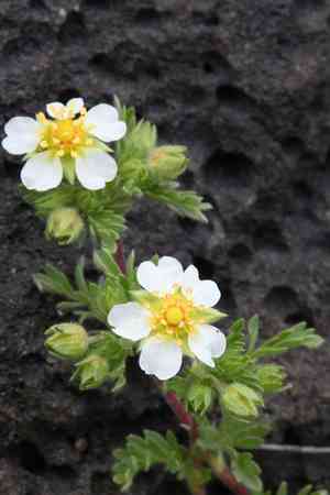 Newberry's cinquefoil(Potentilla newberryi)