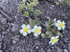 Newberry's cinquefoil(Potentilla newberryi)