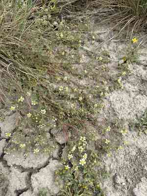 Newberry's cinquefoil(Potentilla newberryi)