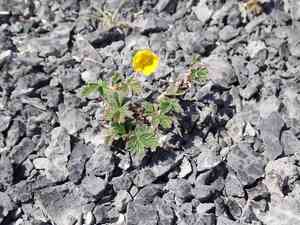 Snow cinquefoil(Potentilla nivea)