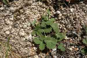 Snow cinquefoil(Potentilla nivea)