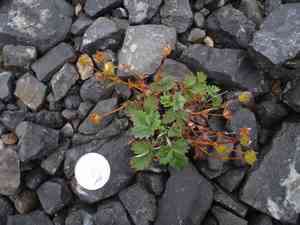 Snow cinquefoil(Potentilla nivea)