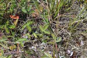 Snow cinquefoil(Potentilla nivea)