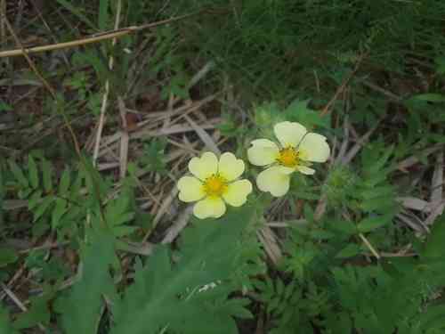 Sulphur cinquefoil(Potentilla recta)