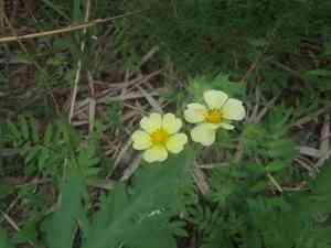 Sulphur cinquefoil(Potentilla recta)