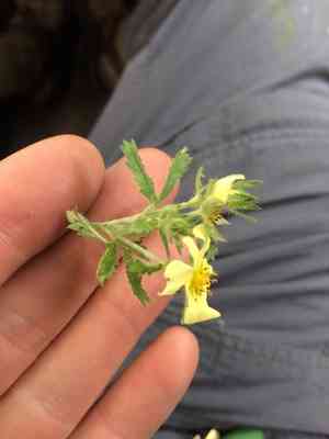 Sulphur cinquefoil(Potentilla recta)