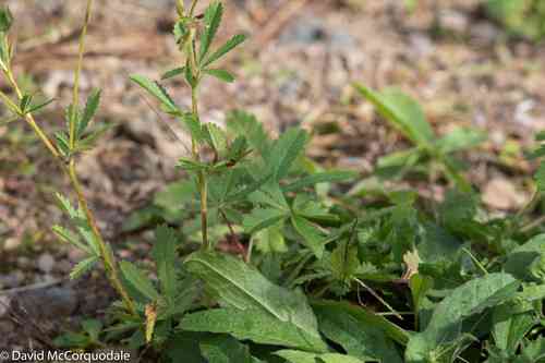 Sulphur cinquefoil(Potentilla recta)