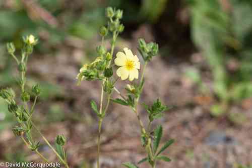 Sulphur cinquefoil(Potentilla recta)
