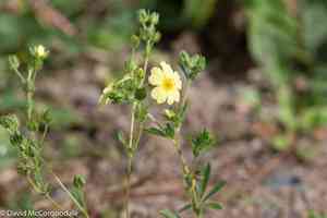Sulphur cinquefoil(Potentilla recta)