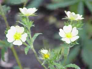 Sulphur cinquefoil(Potentilla recta)