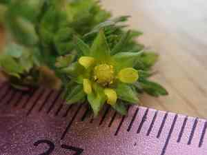 Brook cinquefoil(Potentilla rivalis)