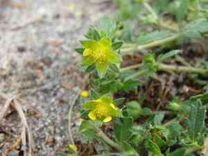 Brook cinquefoil(Potentilla rivalis)