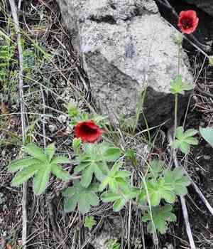 Scarlet cinquefoil(Potentilla thurberi)