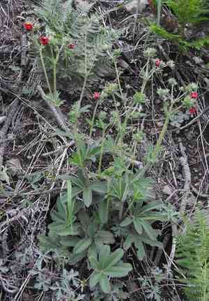 Scarlet cinquefoil(Potentilla thurberi)