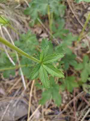 Scarlet cinquefoil(Potentilla thurberi)