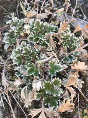 Villous cinquefoil(Potentilla villosa)