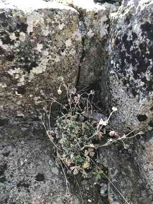 Villous cinquefoil(Potentilla villosa)
