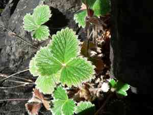 Villous cinquefoil(Potentilla villosa)