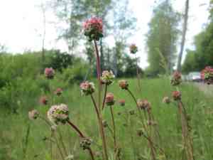 Salad burnet(Poterium sanguisorba)