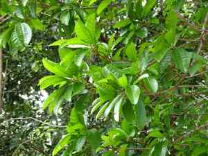 Canistel(Pouteria campechiana)