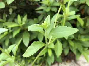 Pussyfoot(Praxelis clematidea)