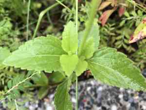 Pussyfoot(Praxelis clematidea)