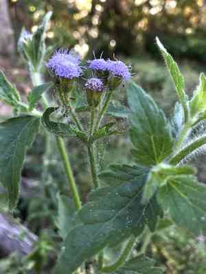 Pussyfoot(Praxelis clematidea)