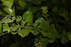 Bastard guelder(Premna serratifolia)