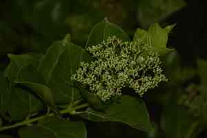 Bastard guelder(Premna serratifolia)