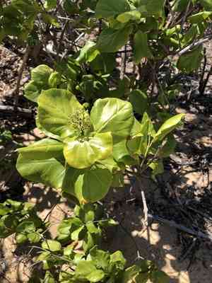 Bastard guelder(Premna serratifolia)