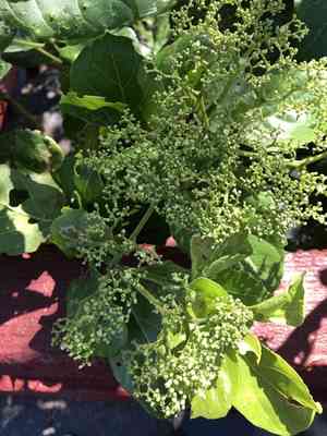 Bastard guelder(Premna serratifolia)