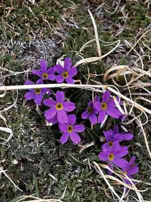 Alpine primrose(Primula angustifolia)