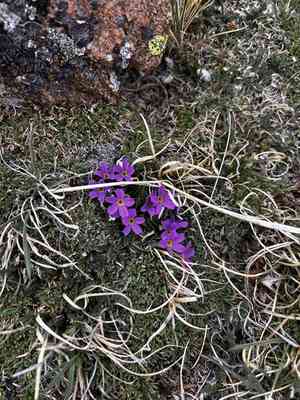 Alpine primrose(Primula angustifolia)