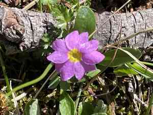 Alpine primrose(Primula angustifolia)
