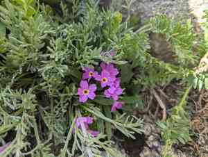 Alpine primrose(Primula angustifolia)