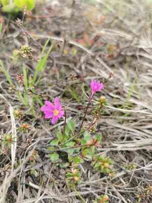 Wedge-leaf primrose(Primula cuneifolia)