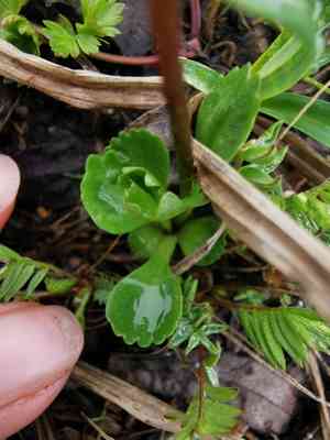 Wedge-leaf primrose(Primula cuneifolia)