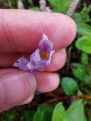 Wedge-leaf primrose(Primula cuneifolia)