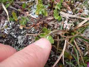Wedge-leaf primrose(Primula cuneifolia)